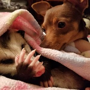 Meet your Posher, Deb